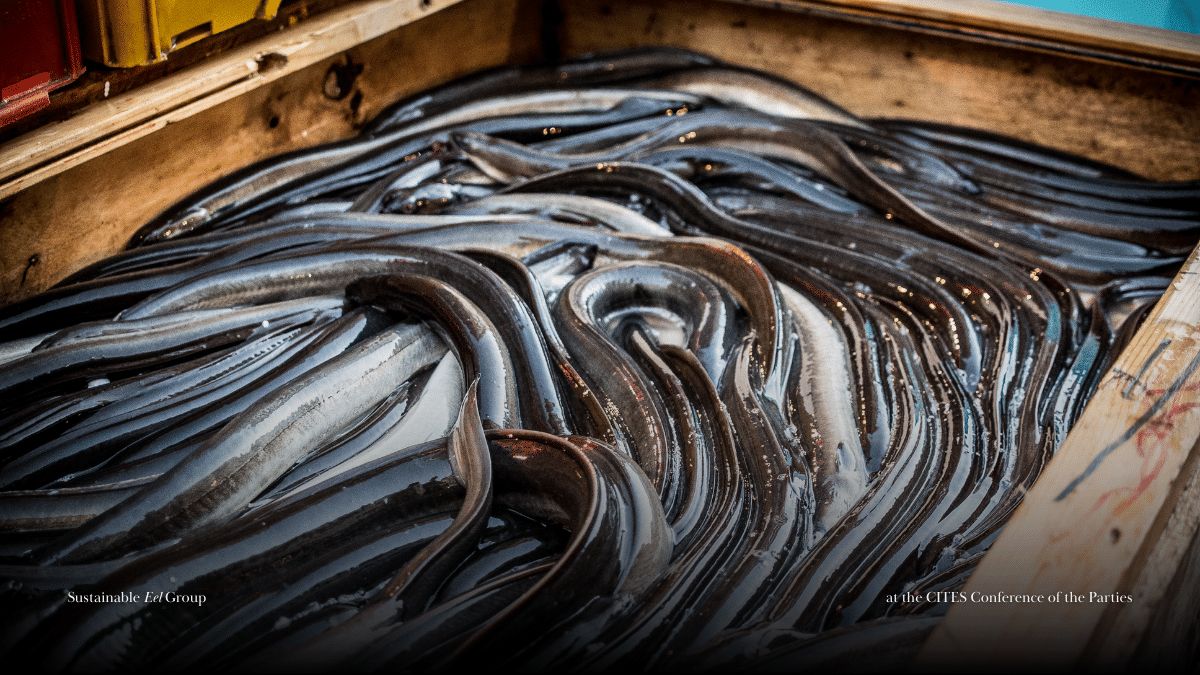 Sustainable Eel Group photo